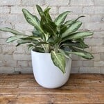 Aglaonema Golden Madonna 10"