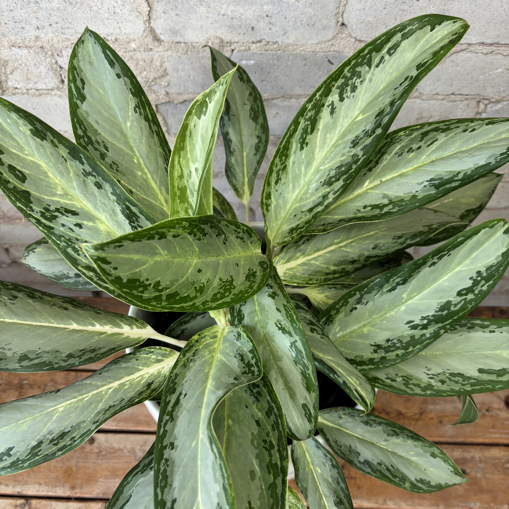 Aglaonema Golden Madonna 10"