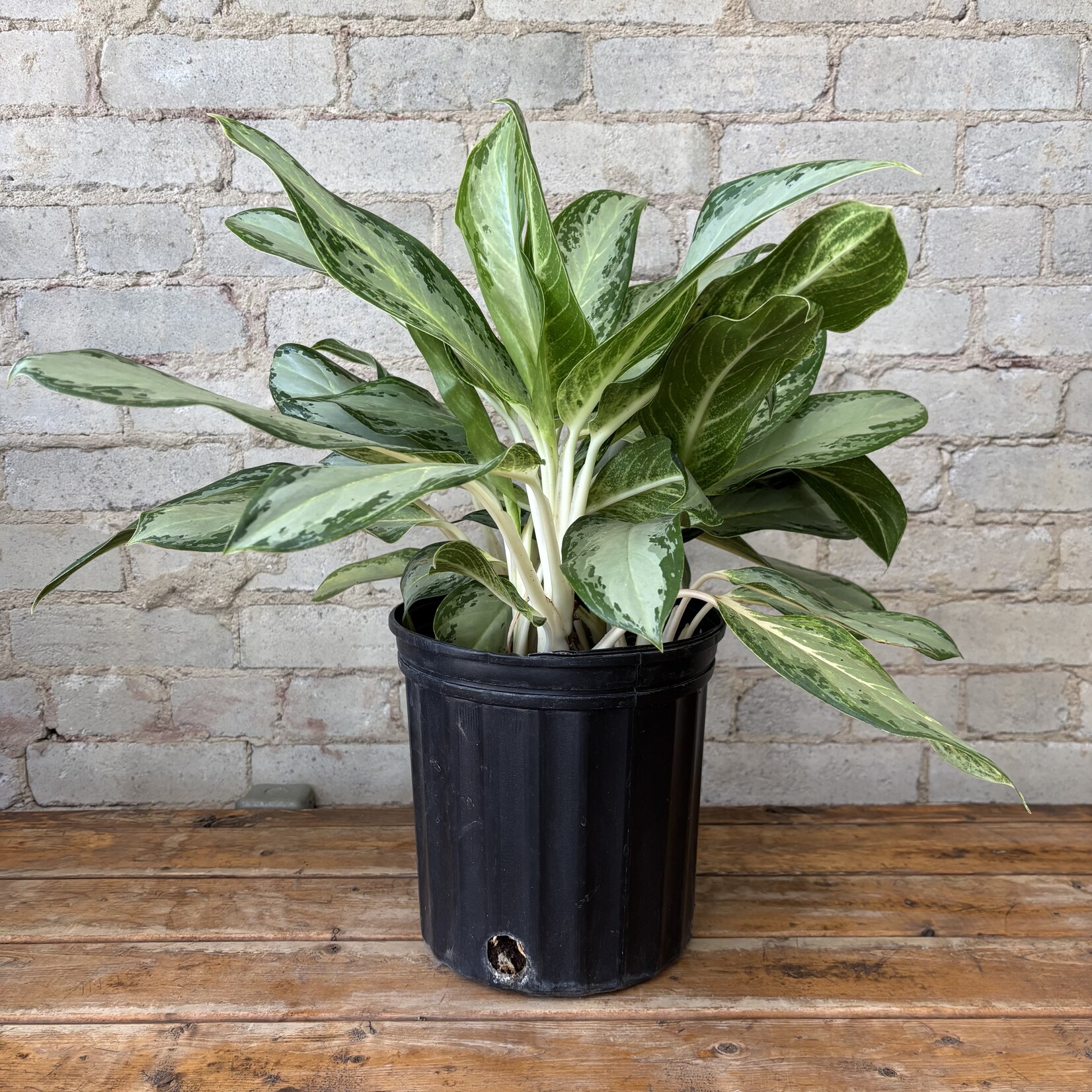 Aglaonema Golden Madonna 10"