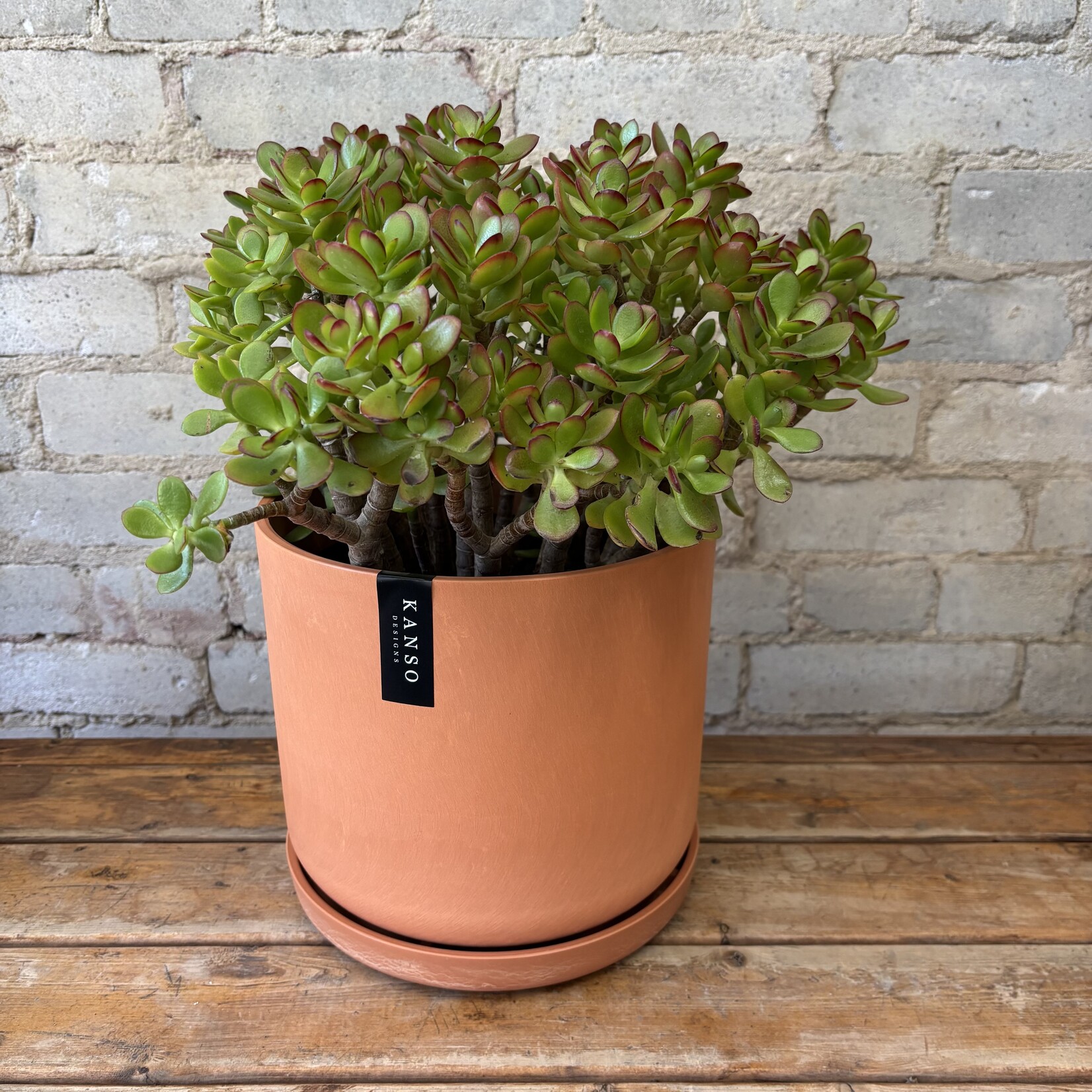 Jade Plant 8"