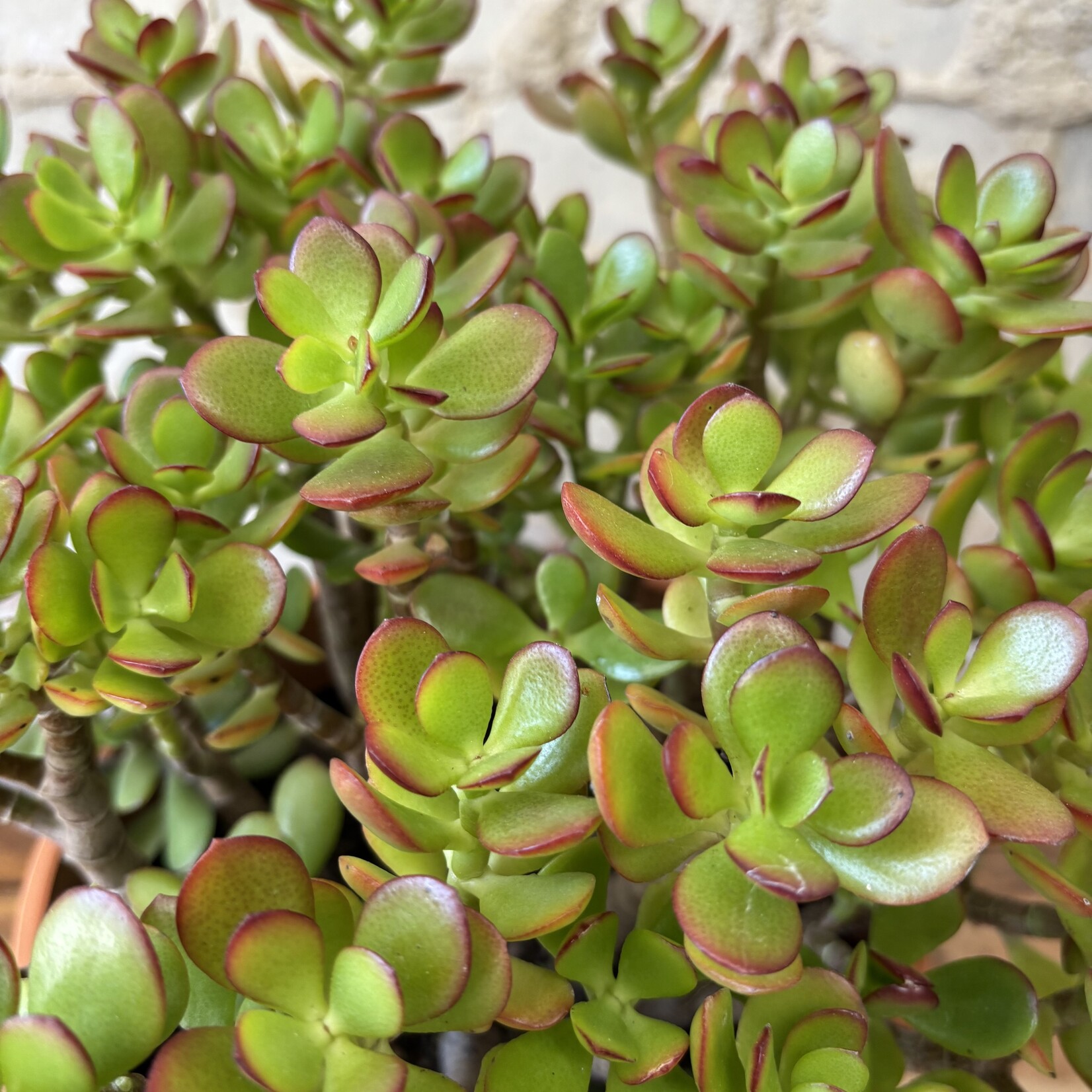 Jade Plant 8"