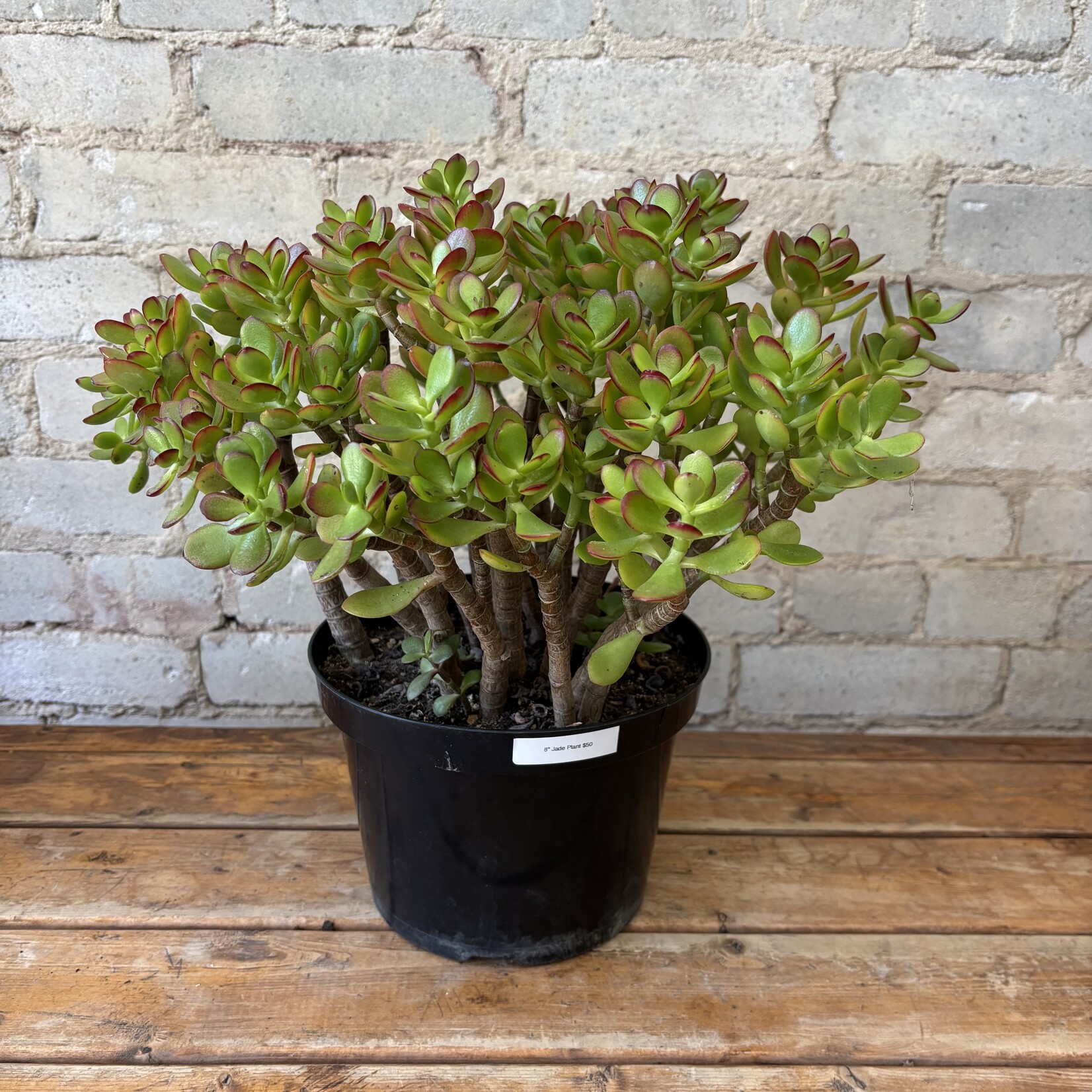 Jade Plant 8"