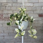 Pothos 'Gary's Gold' 8" HB