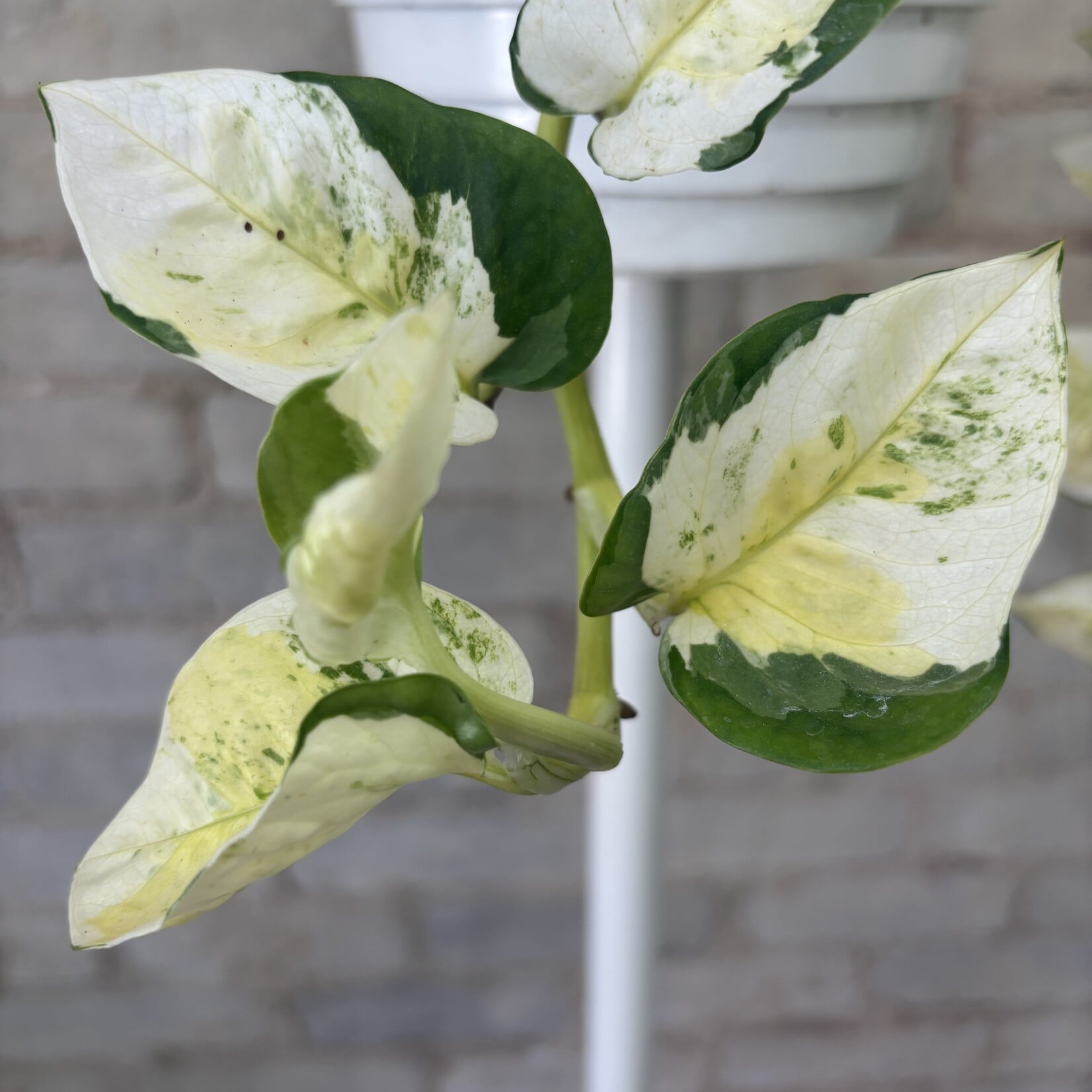 Pothos 'Gary's Gold' 8" HB