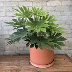 Fatsia Japonica 'Spiderweb' 10"