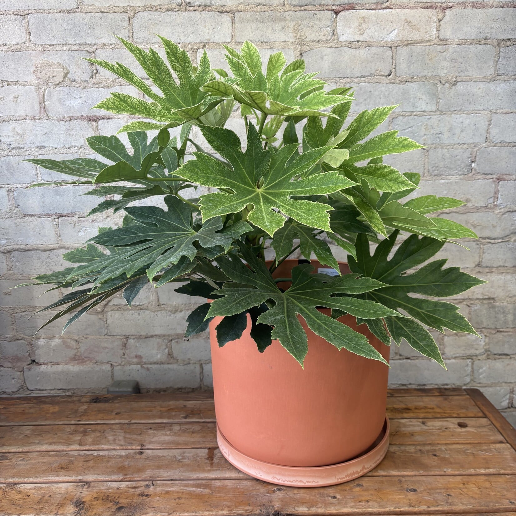 Fatsia Japonica 'Spiderweb' 10"