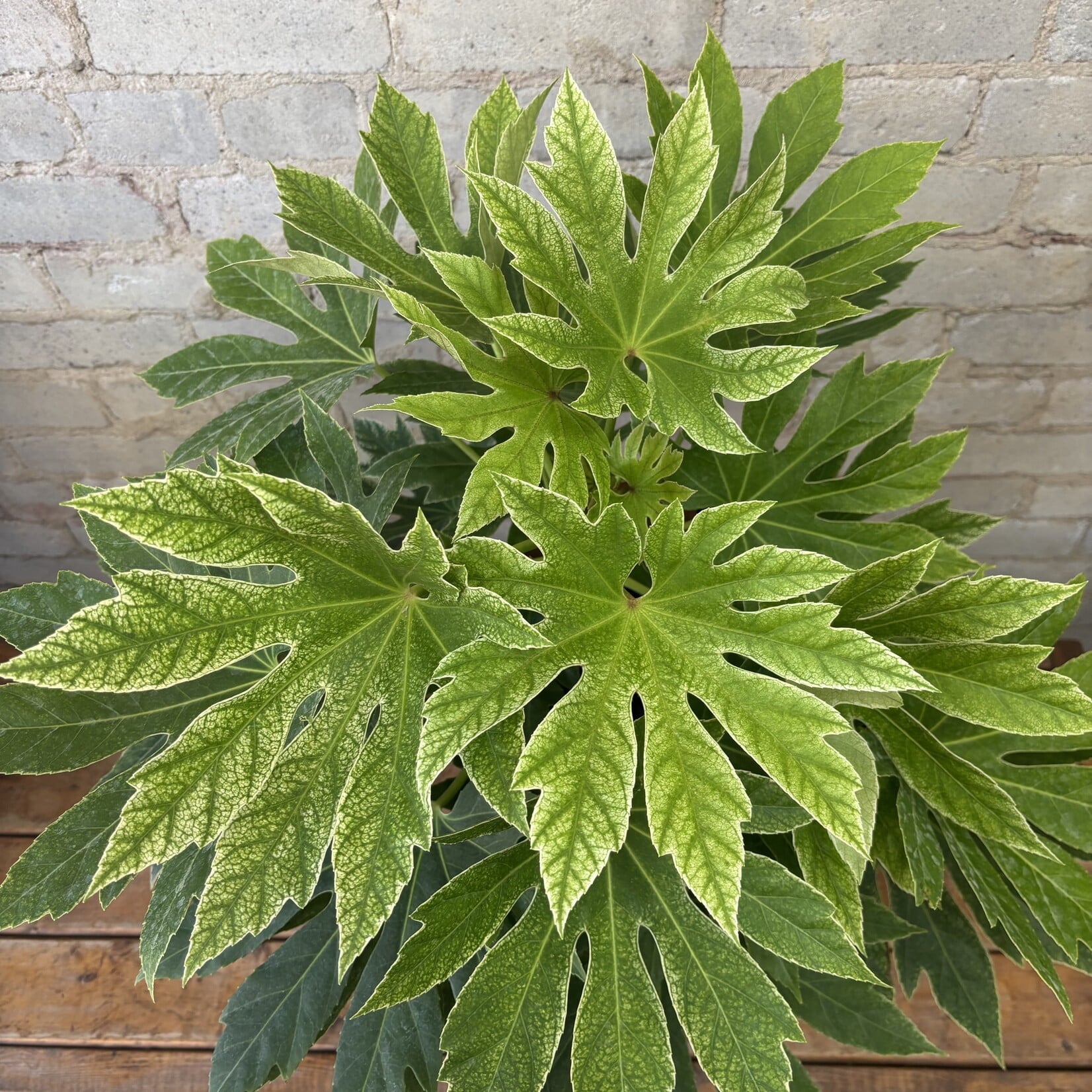 Fatsia Japonica 'Spiderweb' 10"
