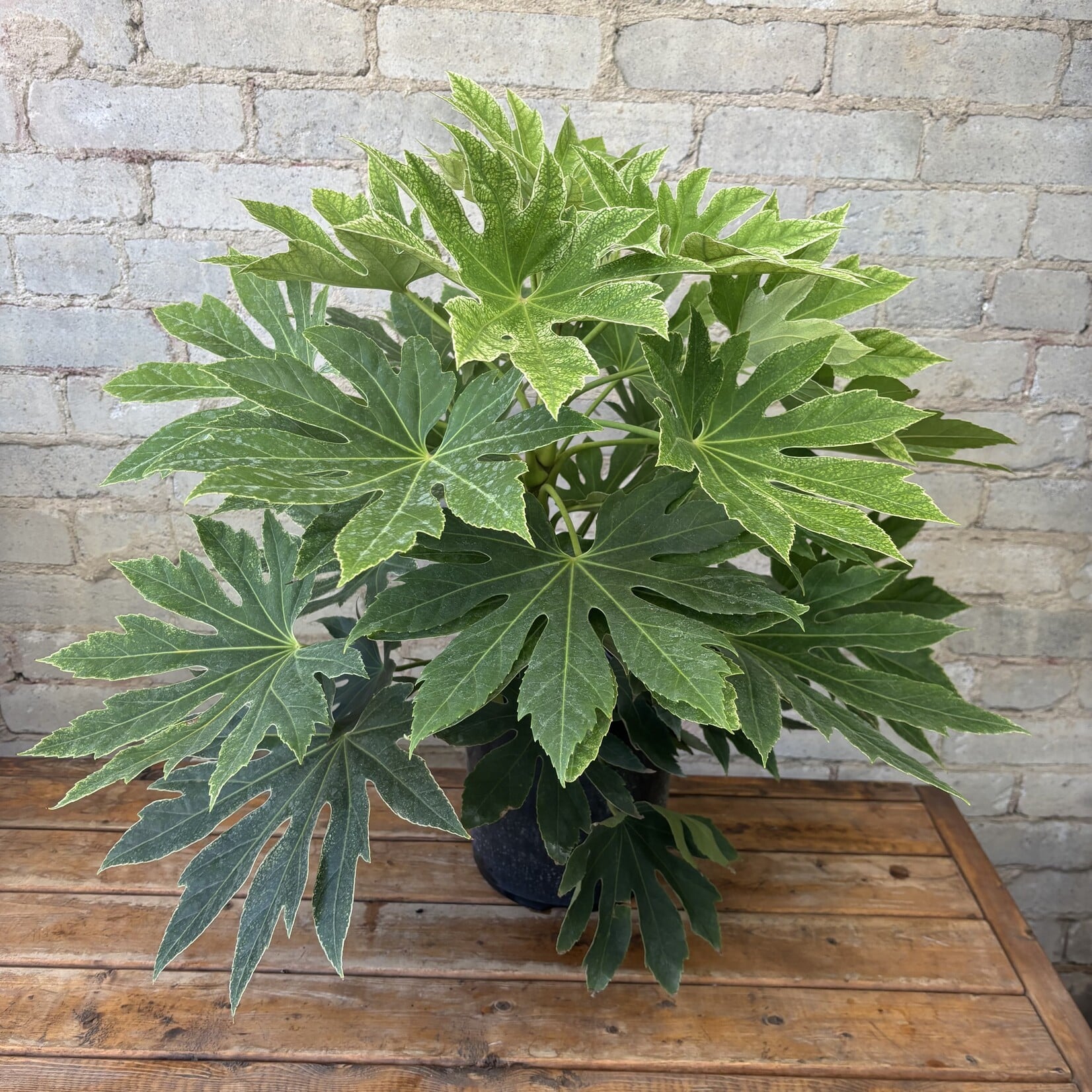 Fatsia Japonica 'Spiderweb' 10"