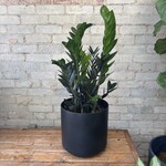 ZZ Plant Raven 10"