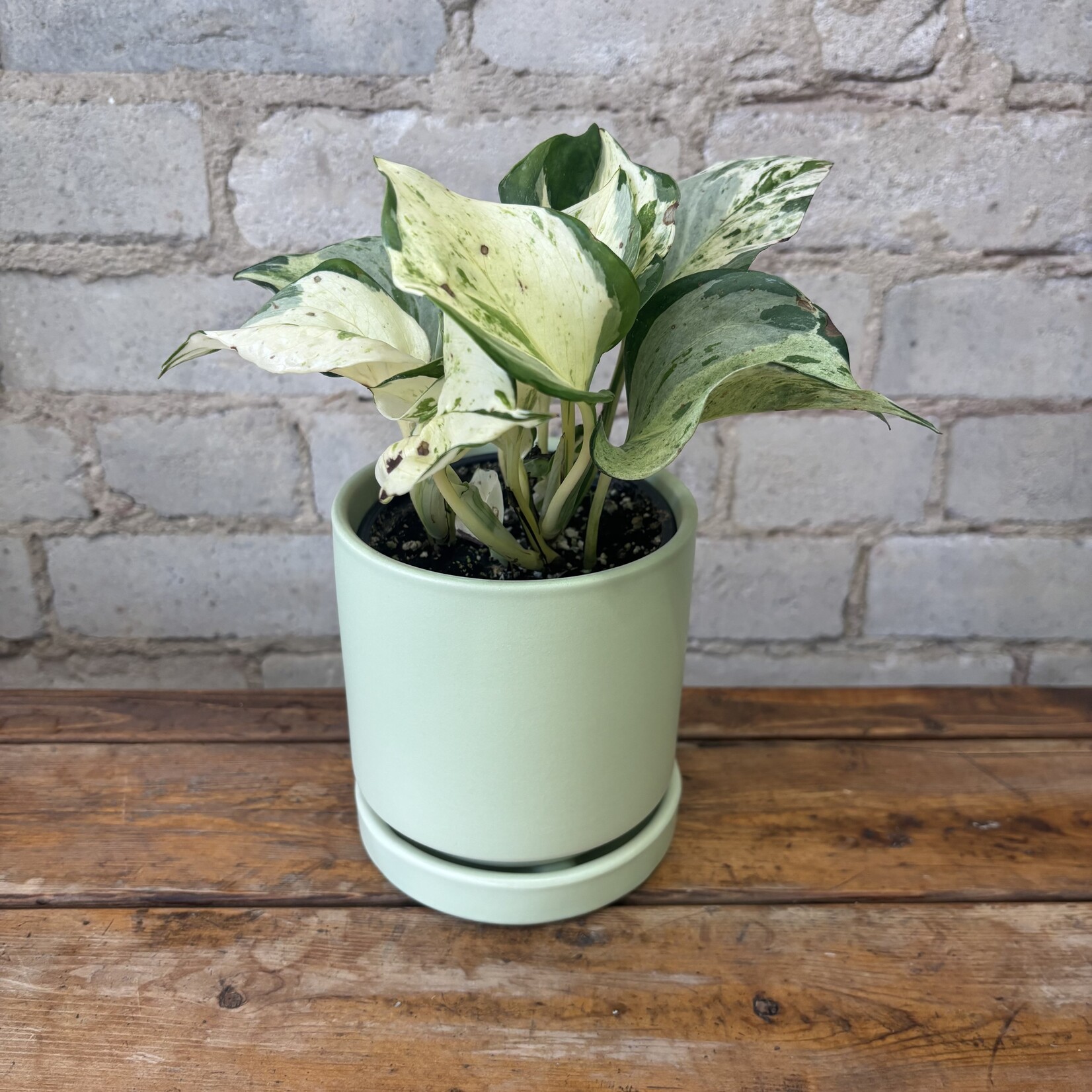 Pothos Manjula 4”