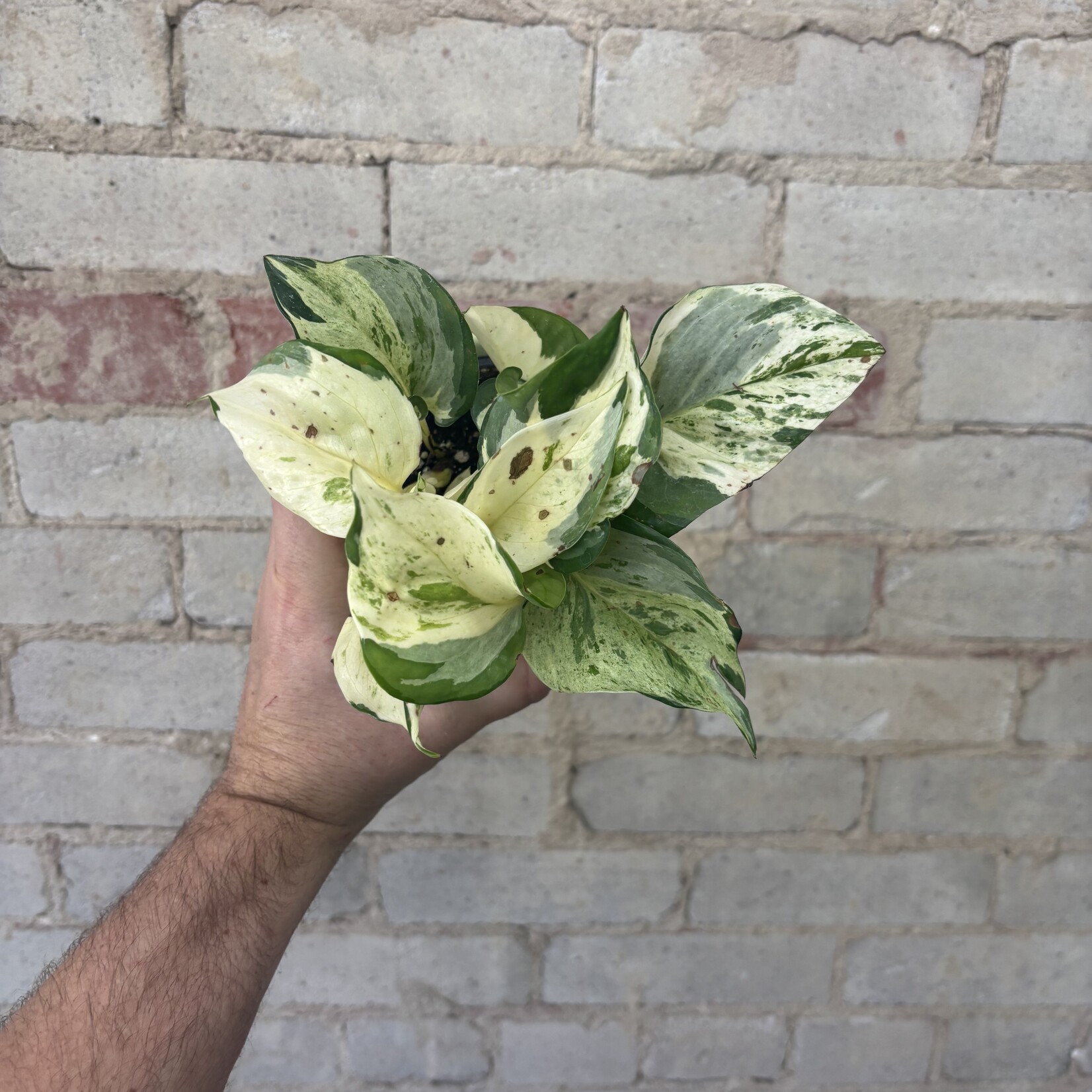 Pothos Manjula 4”