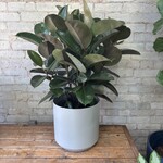 Ficus Elastica Robusta 10"