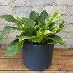 Hawaiian Pothos 6"