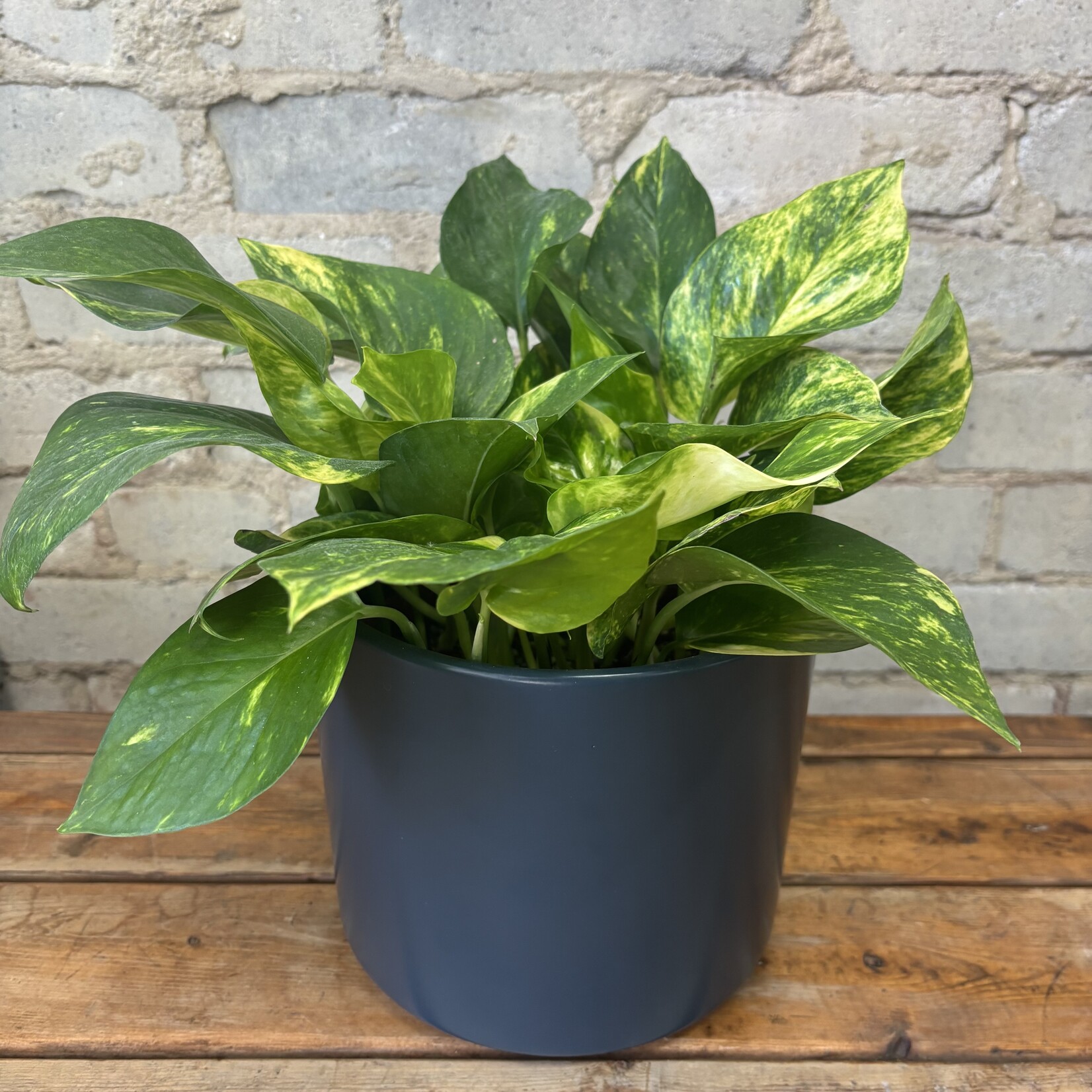 Hawaiian Pothos 6"