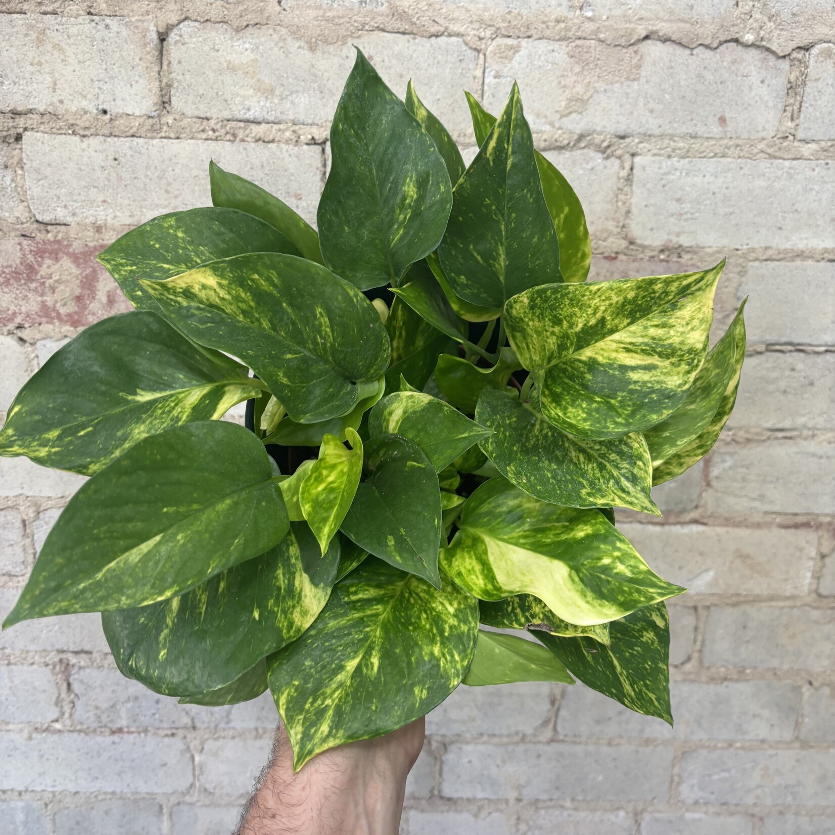 Hawaiian Pothos 6"