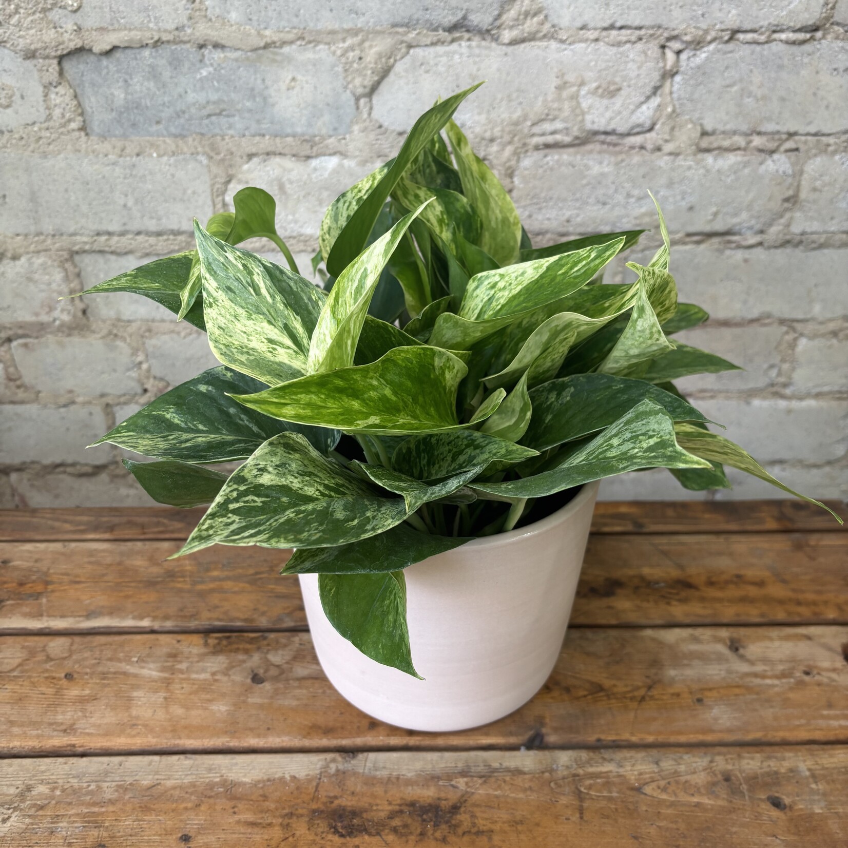 Marble Queen Pothos 6"