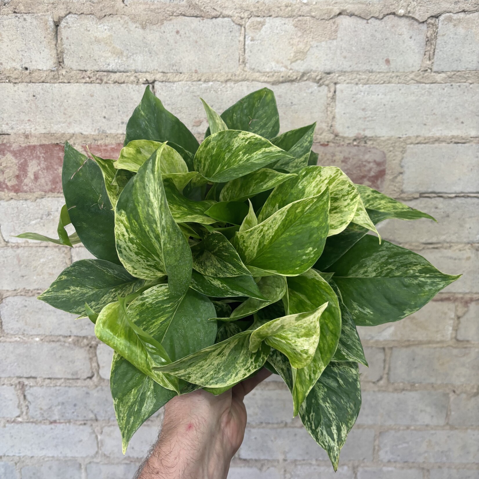 Marble Queen Pothos 6"