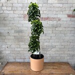 Dracaena Dragon Tornado 10"