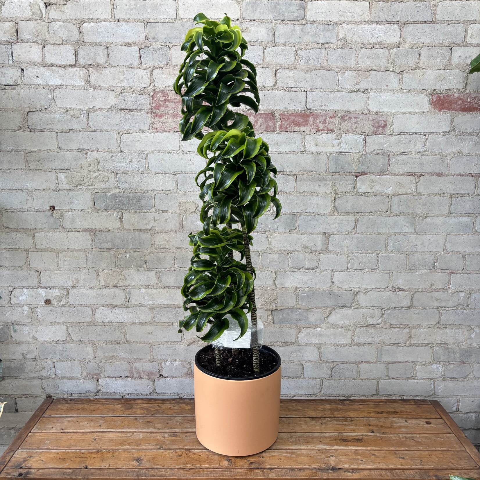 Dracaena Dragon Tornado 10"
