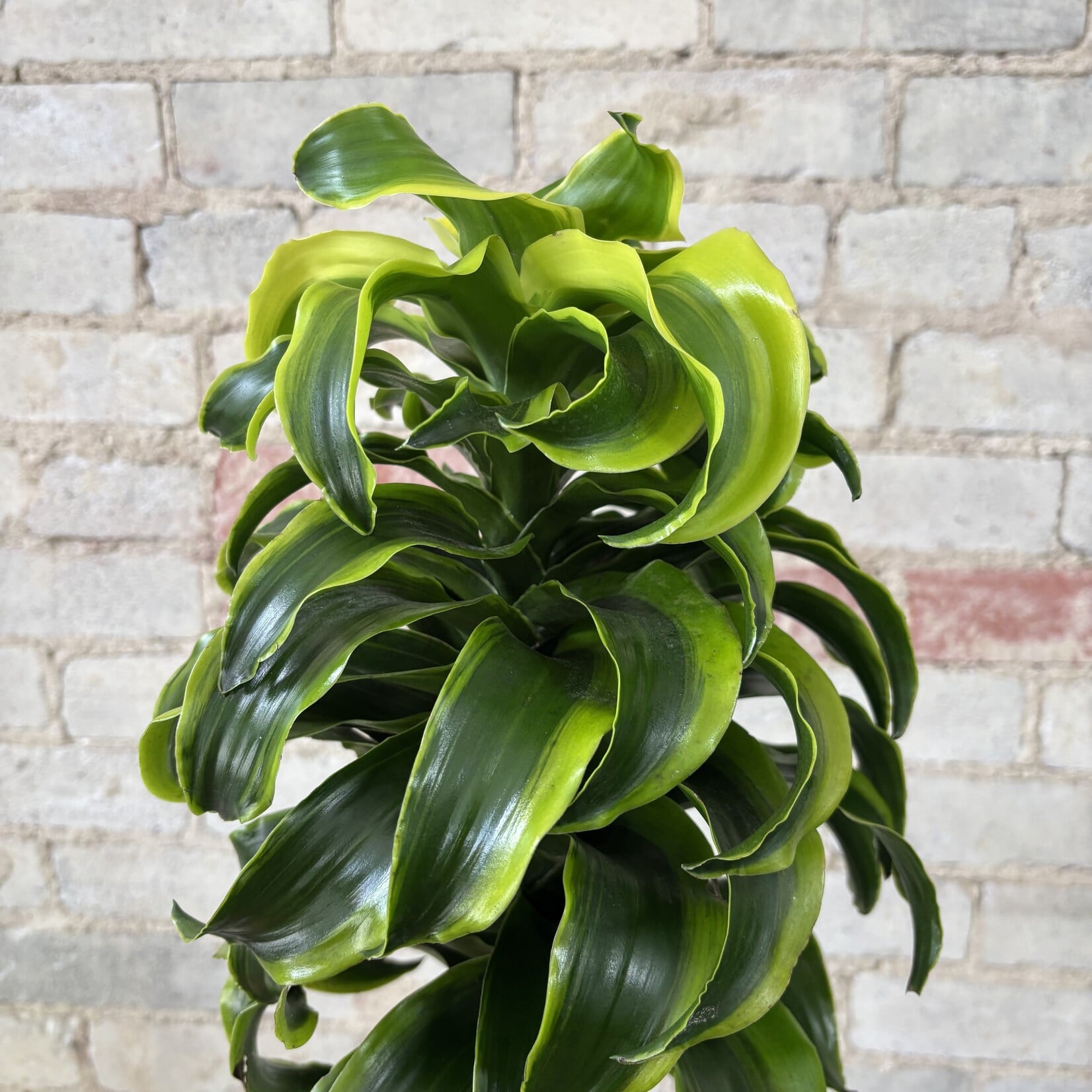 Dracaena Dragon Tornado 10"