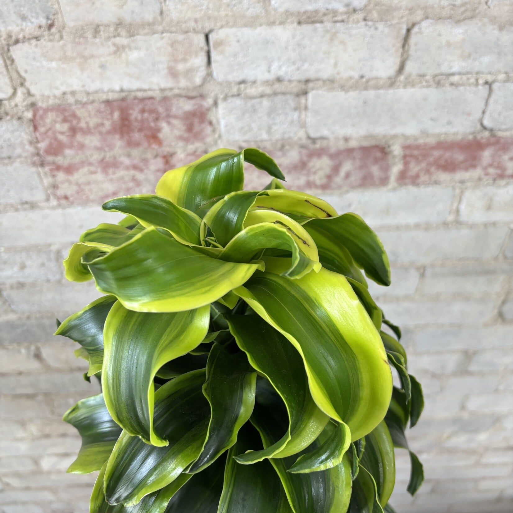Dracaena Dragon Tornado 10"