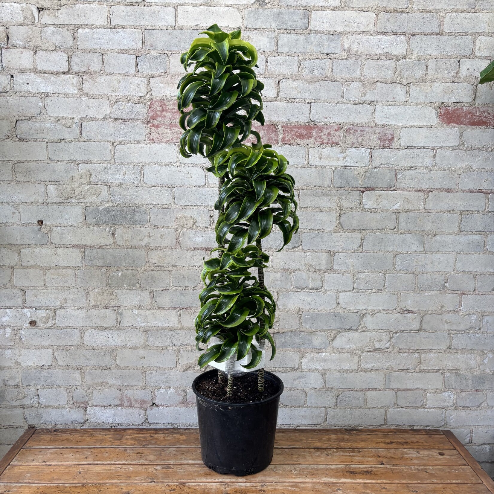 Dracaena Dragon Tornado 10"