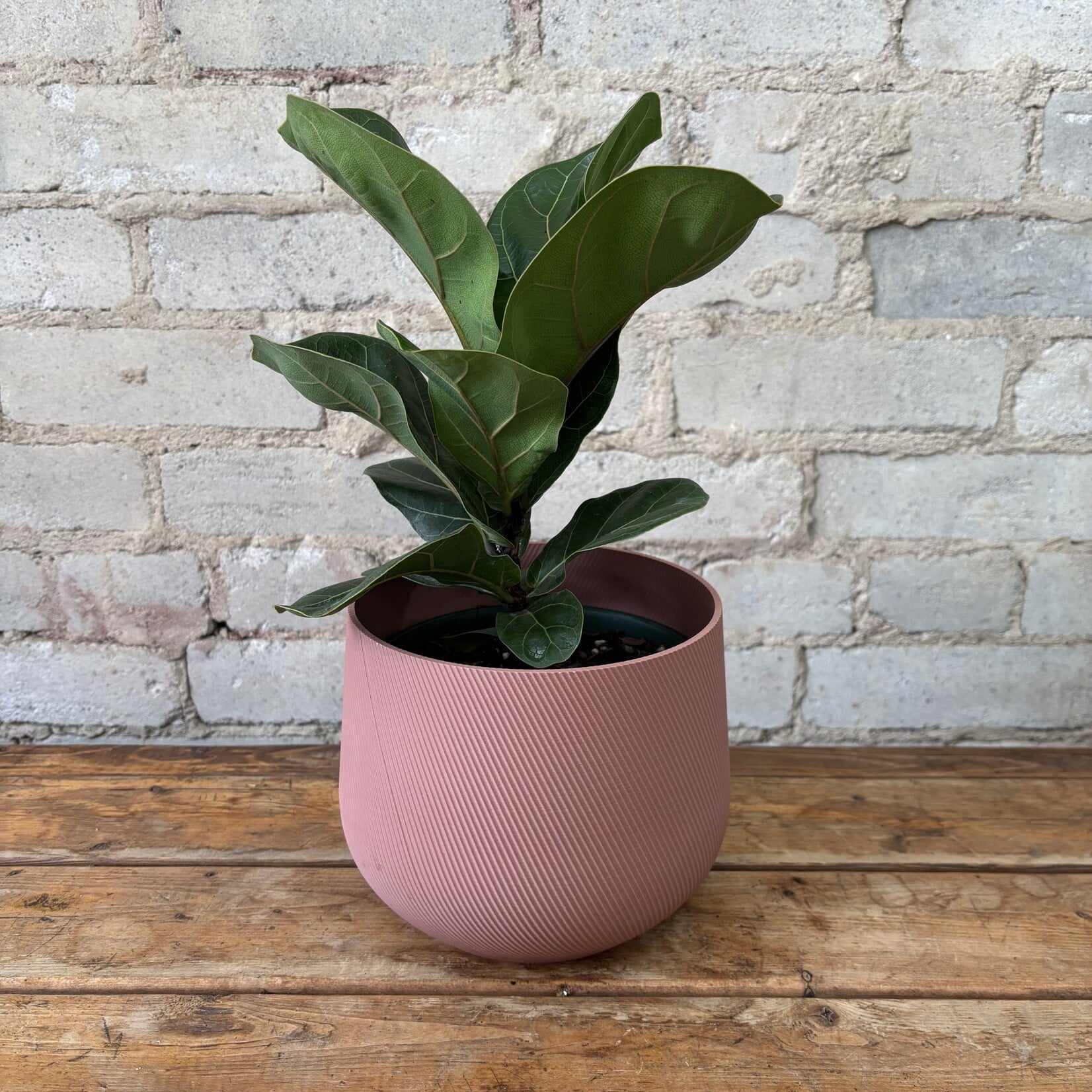 Ficus Lyrata Compacta 6"
