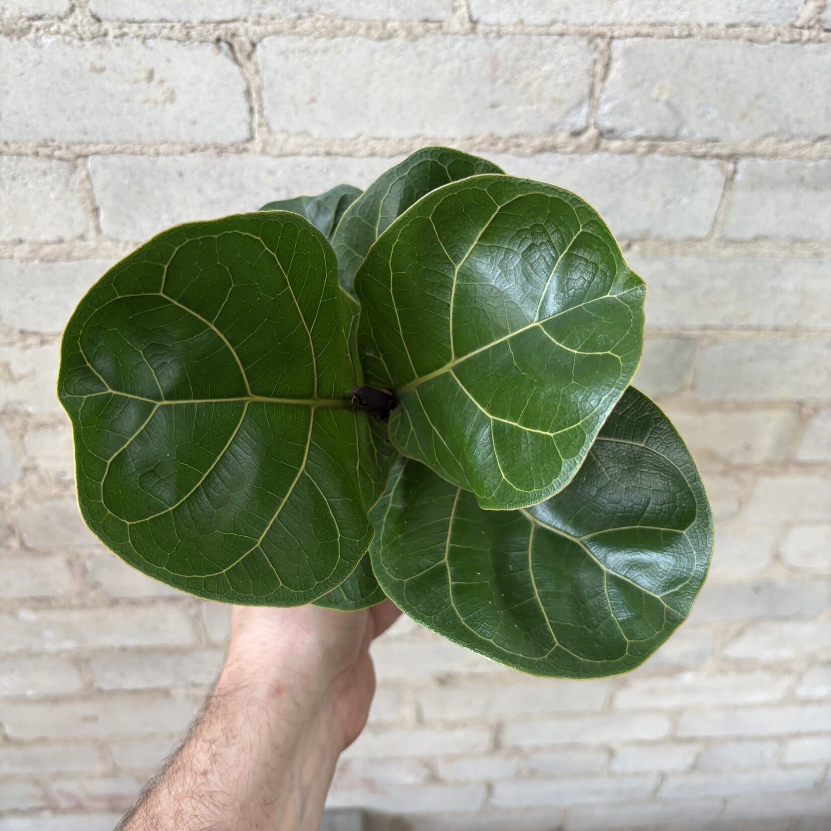 Ficus Lyrata Compacta 6"