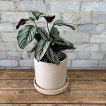 Calathea White Star 6"