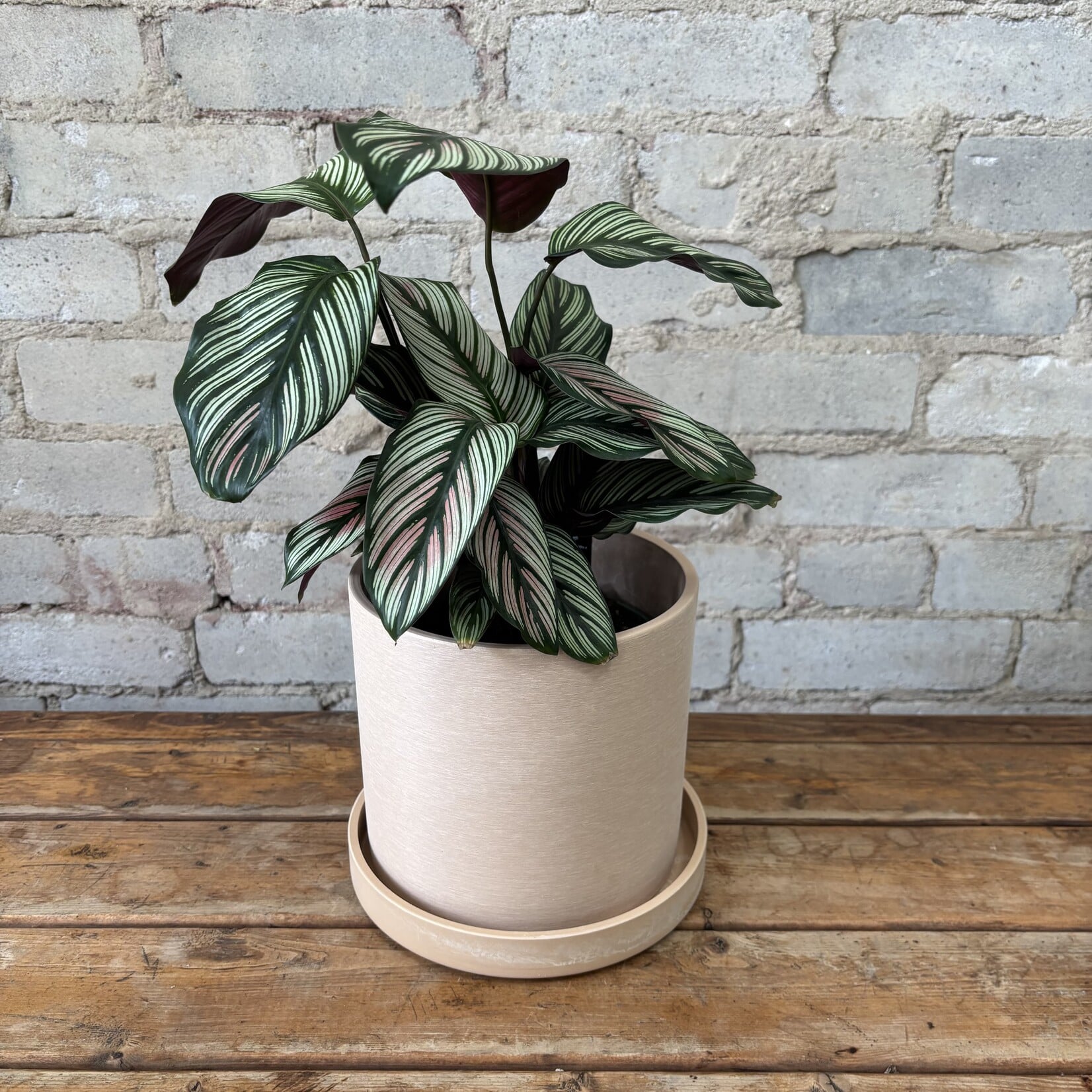 Calathea White Star 6"