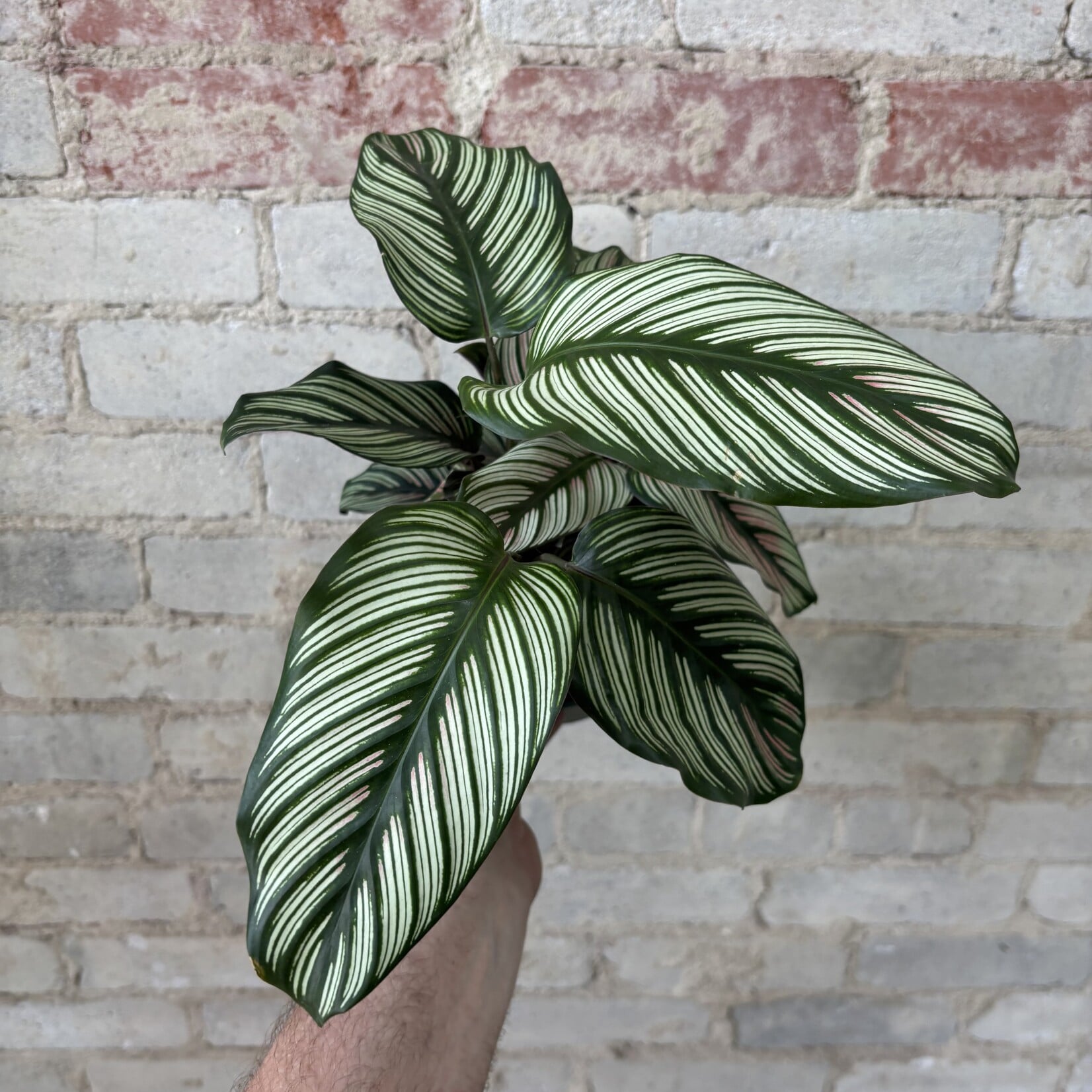 Calathea White Star 6"