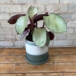 Calathea Silver Plate 6"