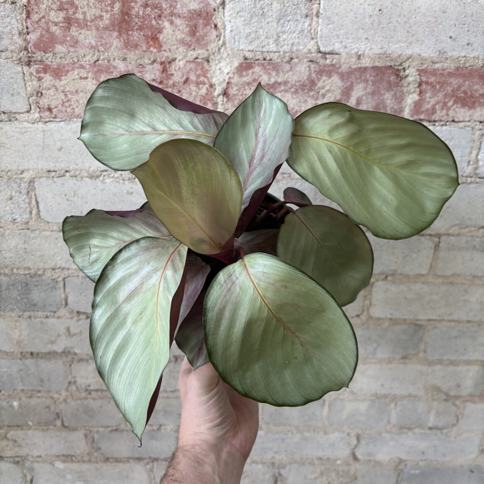 Calathea Silver Plate 6"