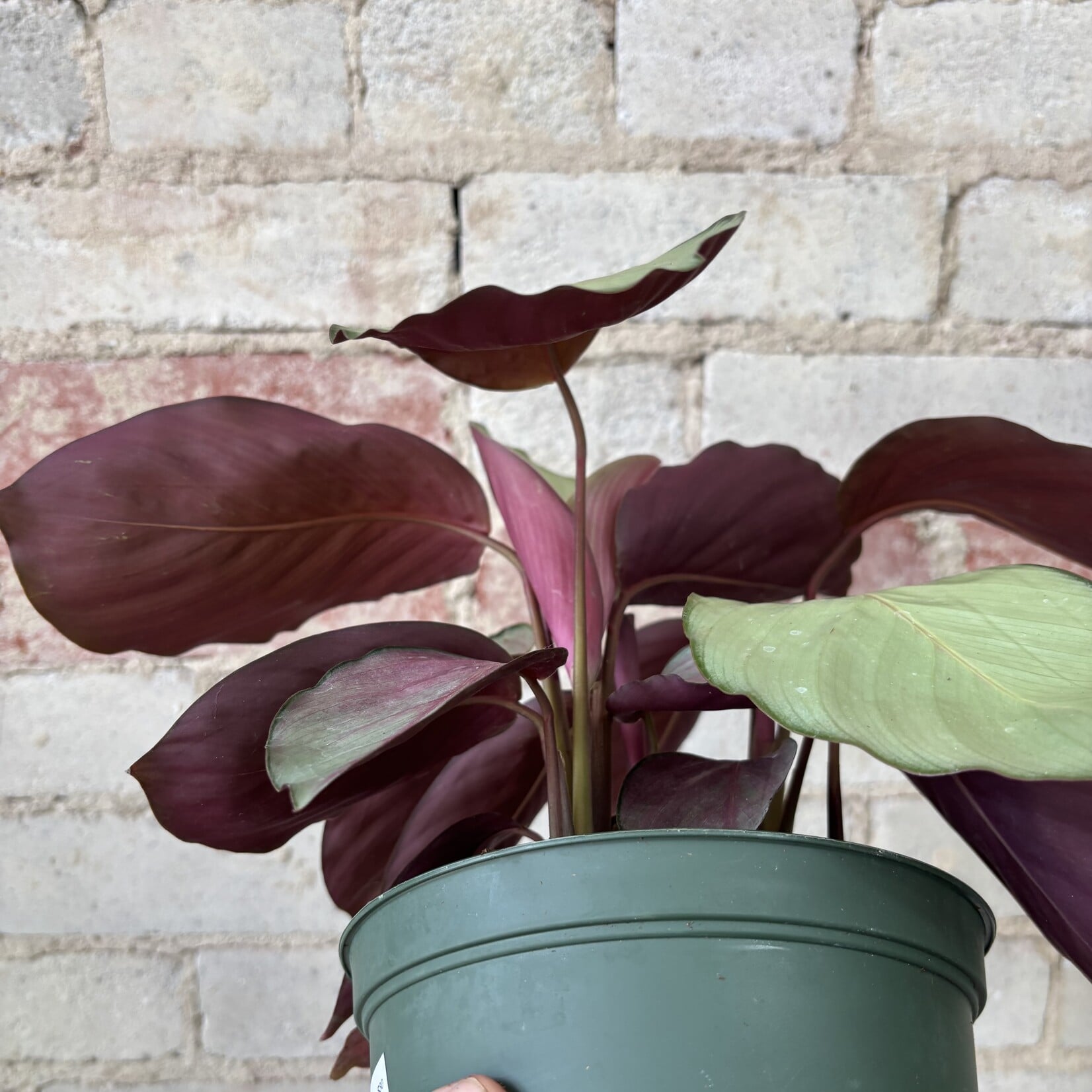 Calathea Silver Plate 6"