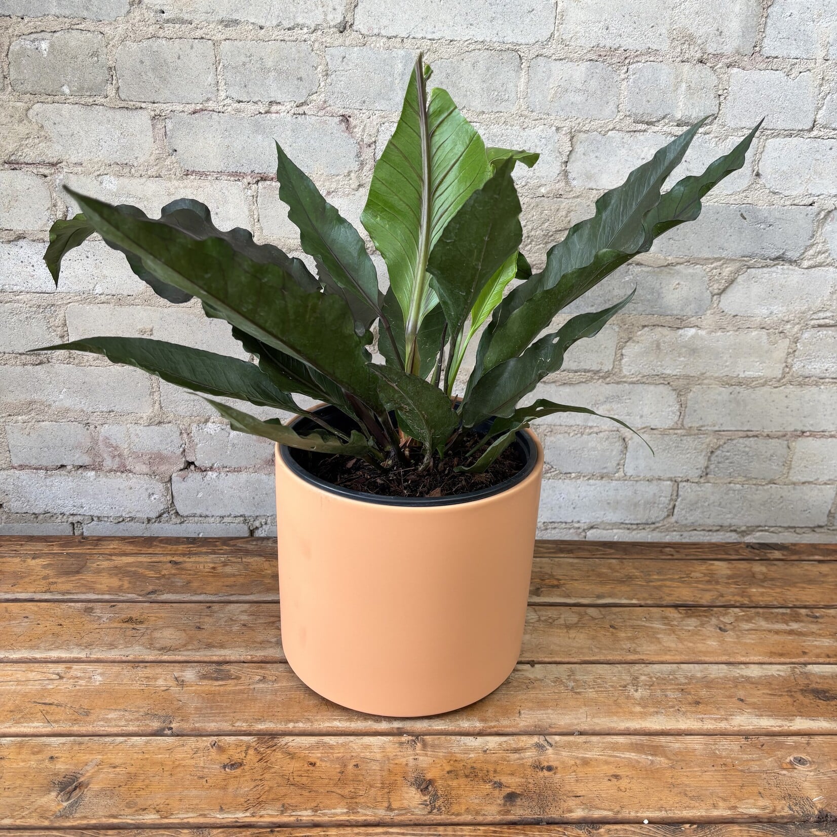 Anthurium 'Big Red Bird' 8"