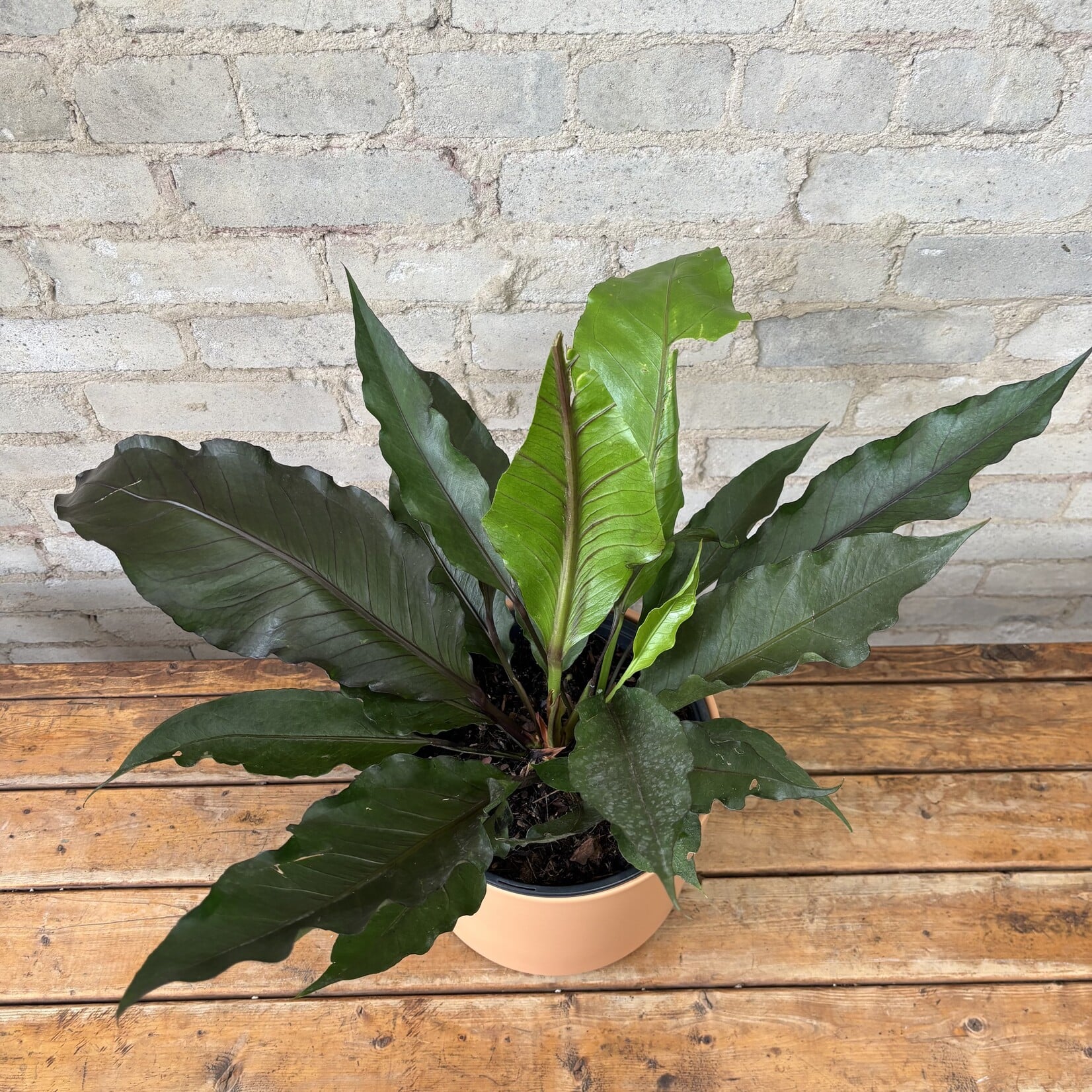 Anthurium 'Big Red Bird' 8"