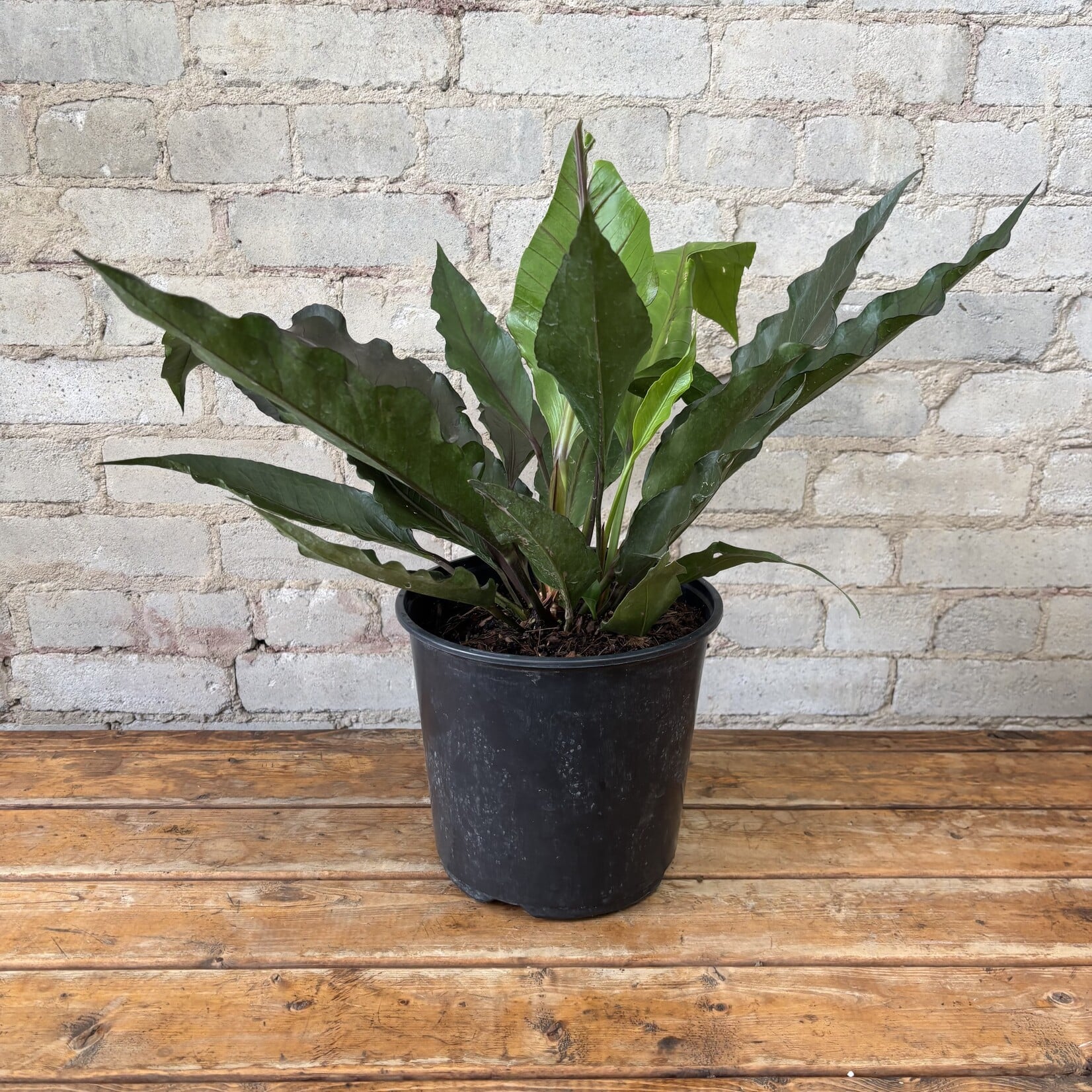Anthurium 'Big Red Bird' 8"