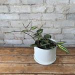 Hoya 'Pot of Gold' 6"