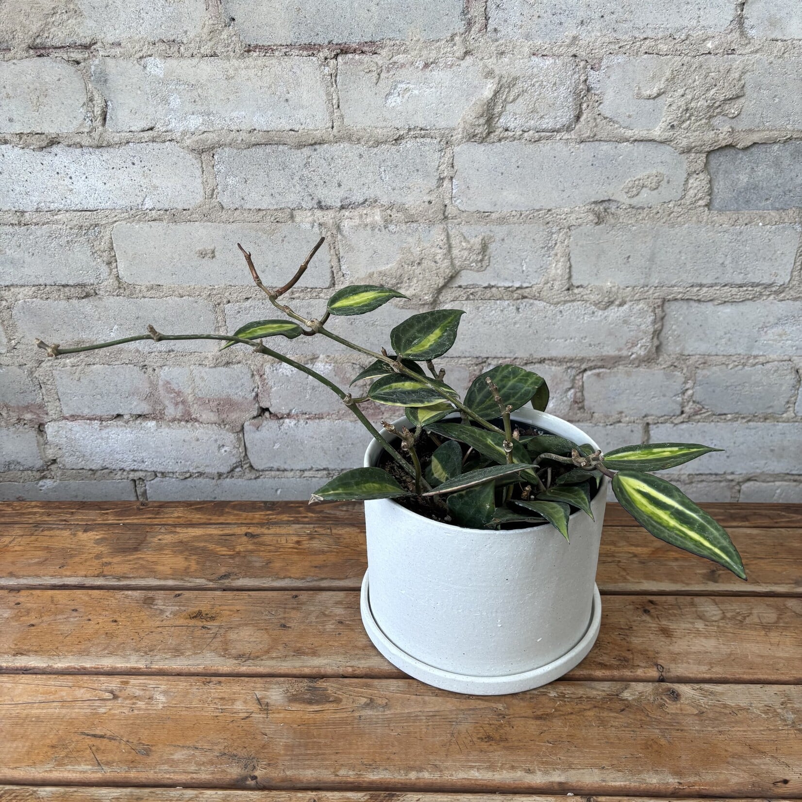 Hoya 'Pot of Gold' 6"