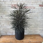 Aralia Elegantissima 10"