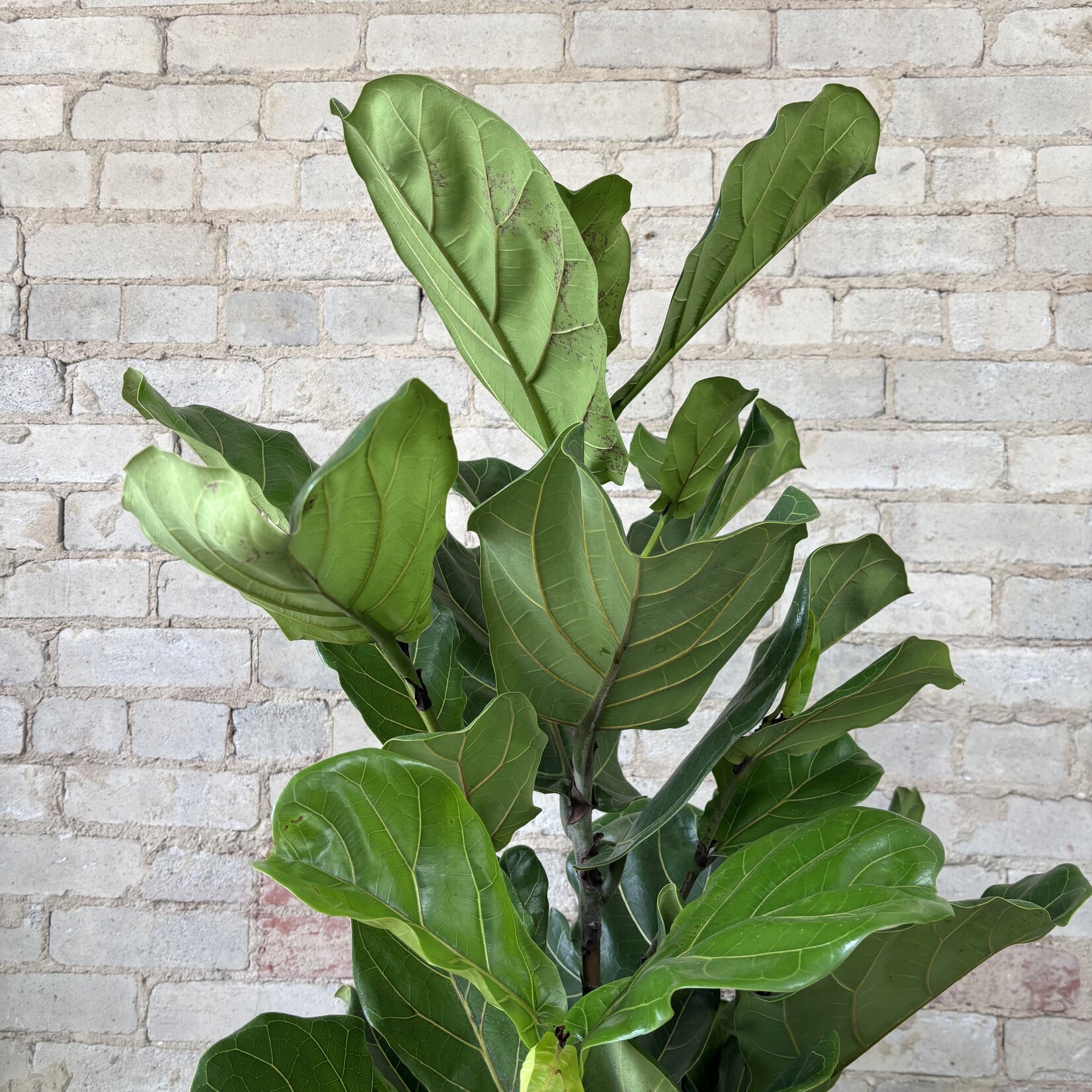 Ficus Lyrata Bush 10"