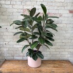 Ficus Elastica Robusta 10"