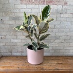 Ficus Elastica Tineke 10"