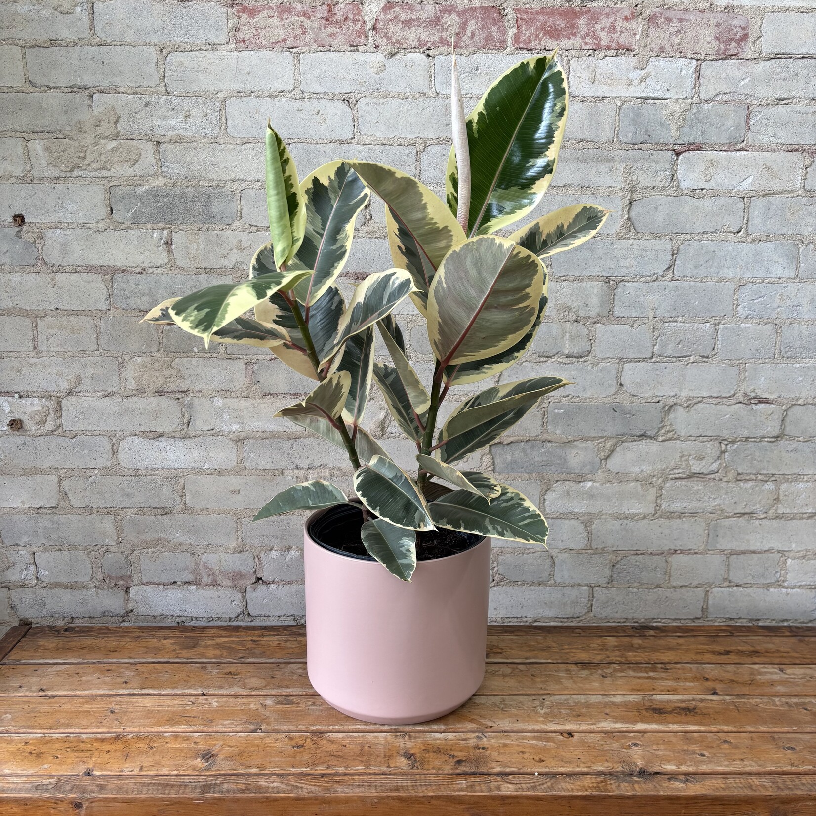 Ficus Elastica Tineke 10"