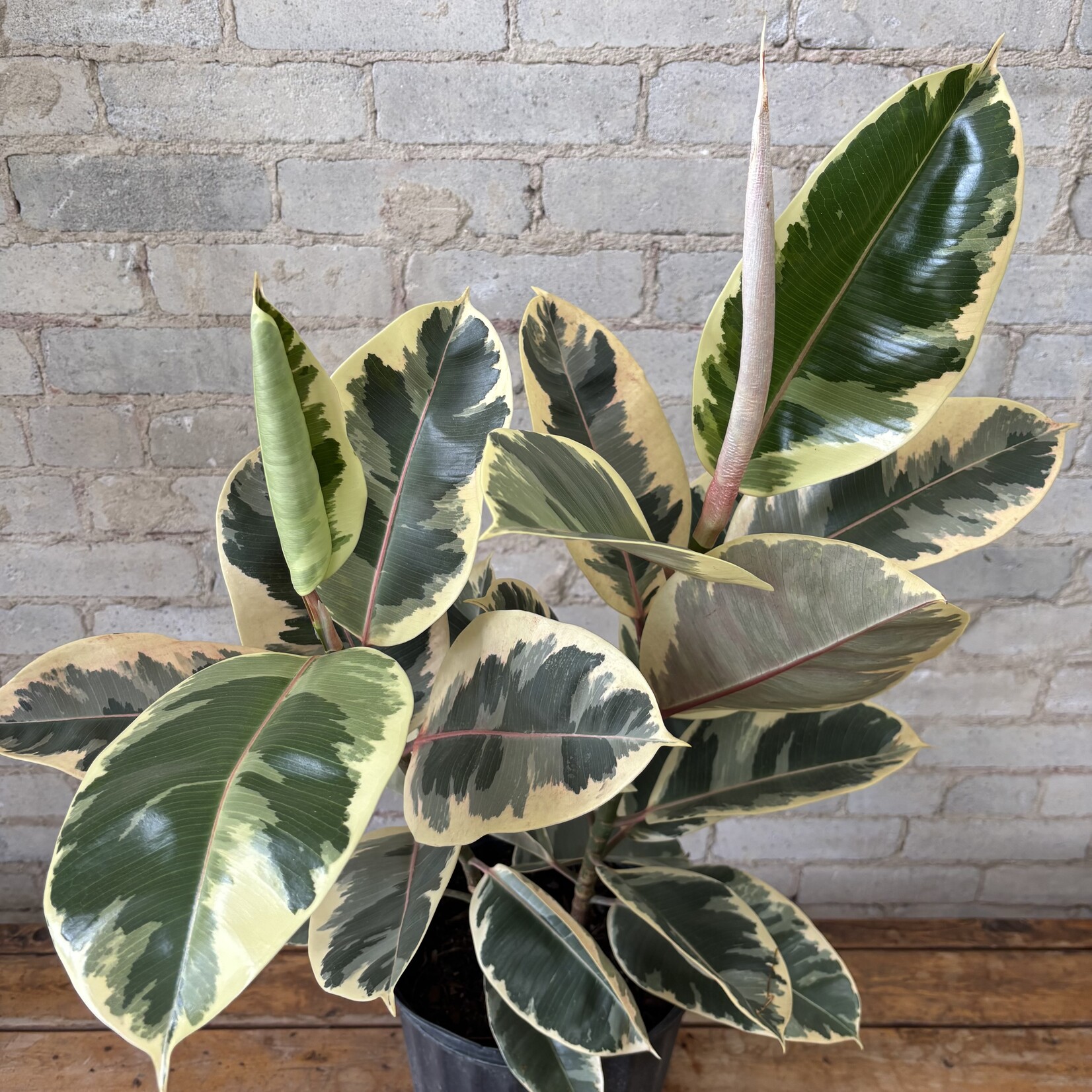 Ficus Elastica Tineke 10"