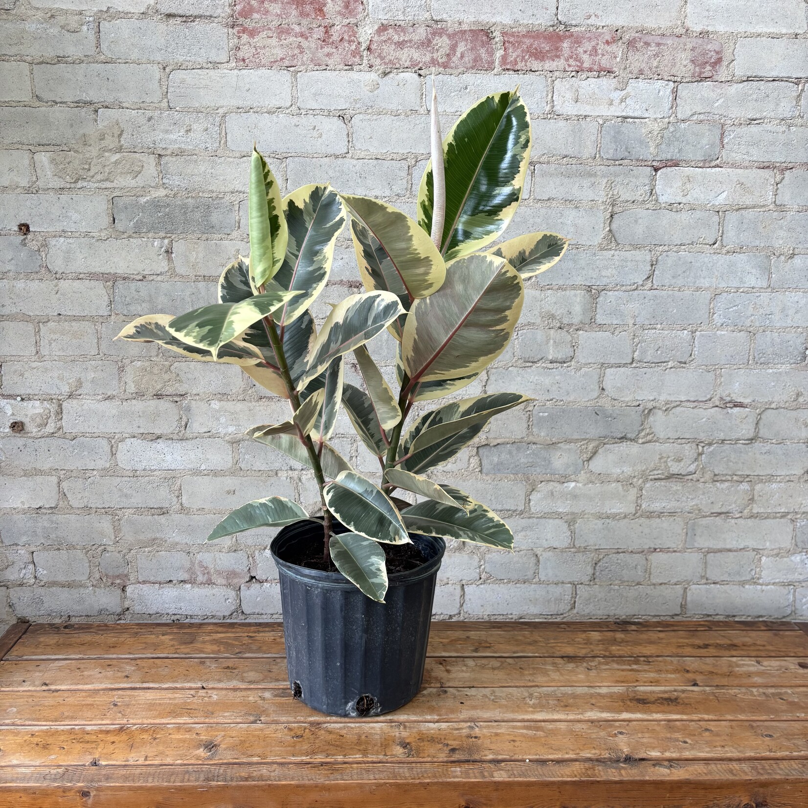 Ficus Elastica Tineke 10"
