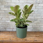 Ficus Shivereana Bush 10"