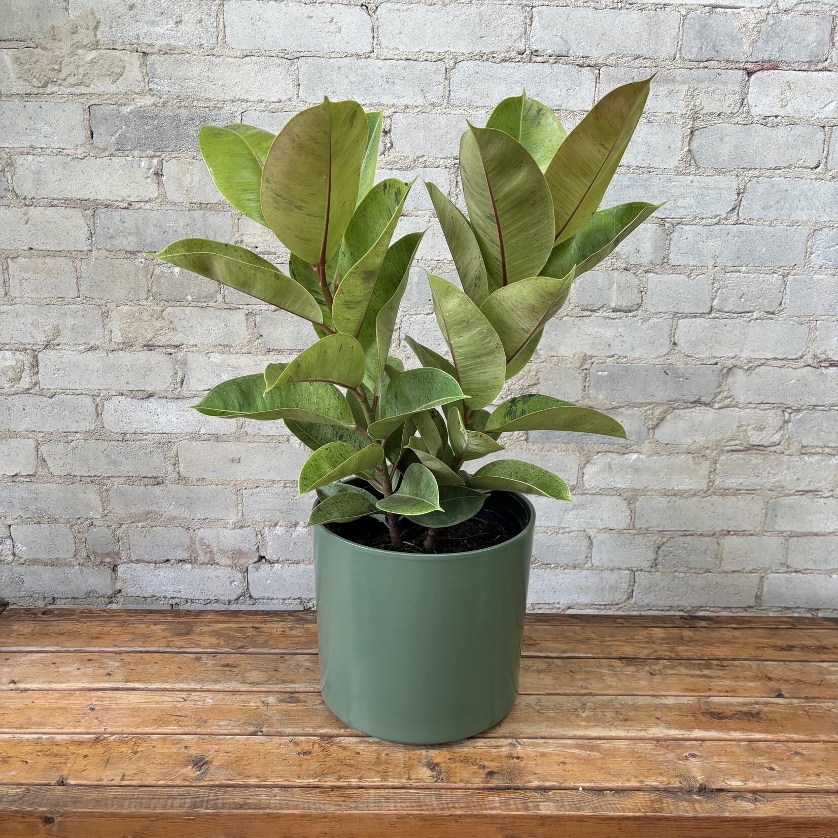 Ficus Shivereana Bush 10"