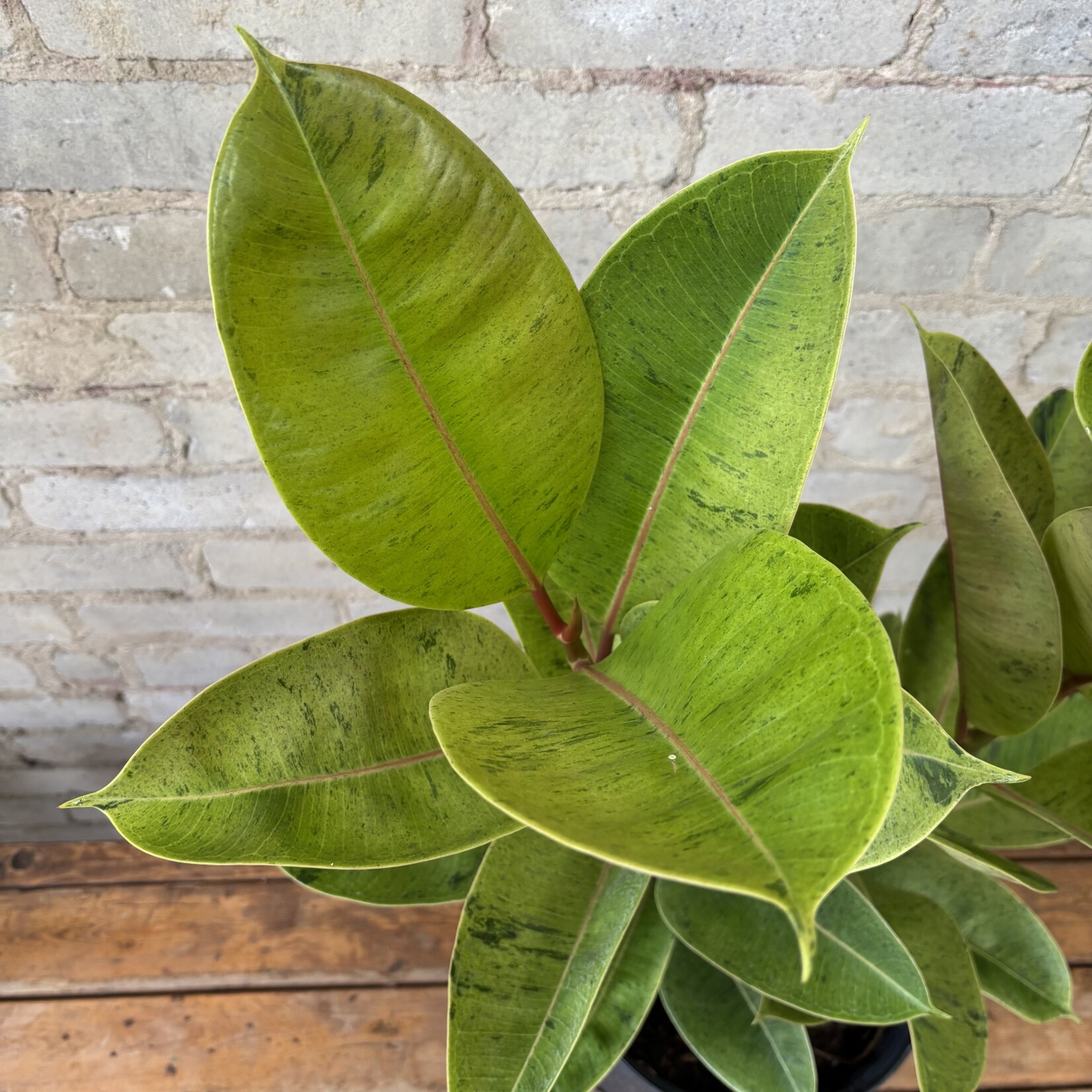 Ficus Shivereana Bush 10"
