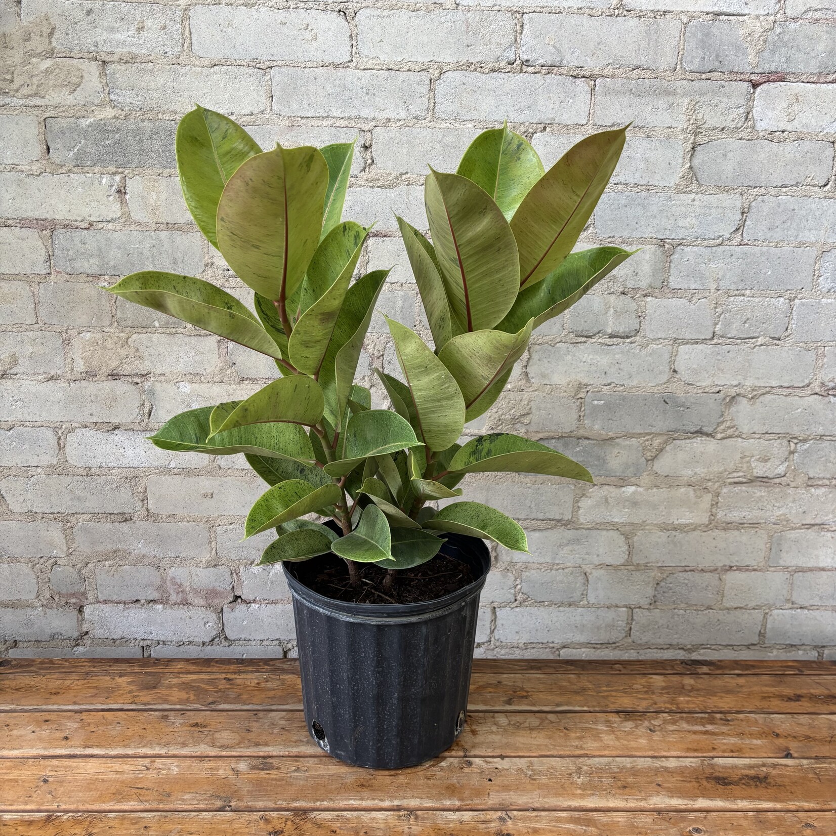 Ficus Shivereana Bush 10"